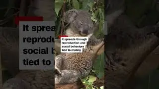 Koalas vaccinated against deadly chlamydia in world first