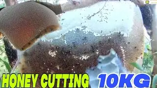 Honey 10KG| Honey Cuttings| Pure Honeybee