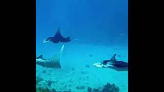 Bora Diving Center - Manta Rays Show