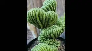 TOP 10 STANGEST PLANTS FOR GARDENING. | UNUSUAL PLANTS