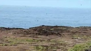 Elliot's Storm Petrels in the Galapagos Islands