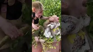 Vali dared to steal food from Bibi's sister #monkey #monkeyboo #funny #monkeyboocrew #cute