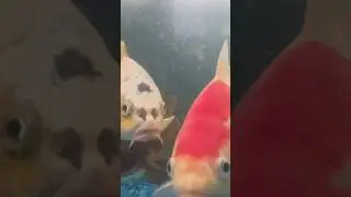 Underwater Koi Pond Feeding (Koi, Shubunkin, Sarasa, Goldfish, Turtle) #koi #fish #koipond #koifish