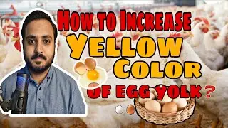 How to Increase Yellow Color of Egg Yolks🥚, Yellow Color in Broiler and Layer Legs 🐓🐔 #docvlogs