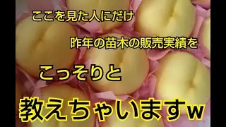 ♯046【プロ職人ガチ発表】2020年度桃の苗木売上実績ベスト５【教えちゃいます！】