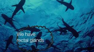 Salt regulation in aquatic mammals (by Rachel Wentzell and Cassidy Beson)