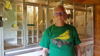 2024 10 Kanarienvögel Ende der Zuchtsaison