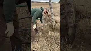 Snaring coyotes!!  Lethal!!