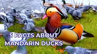 5 Essential Facts About Mandarin Ducks You Never Knew