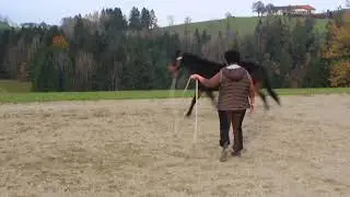 Natural Horesemanship