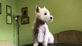 Стриппинг, тримминг Вест Хайленд Уайт терьера.Westie Grooming Trimming