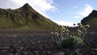 Vi&eth;kv&aelig;mur gr&oacute;&eth;ur h&aacute;lendisins