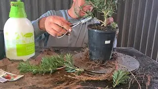 Nursery trip Part 2, working on Big little John bottlebrush, Aussie Bonsai Bloke. For beginners