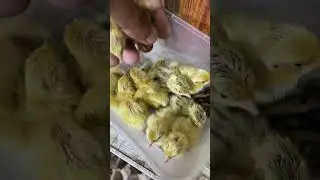 Golden quails #quail