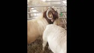 Frisky Buck: Nature's Multiplication Dynamo #farming #viral #viralvideo #agriculture #goatsfarming
