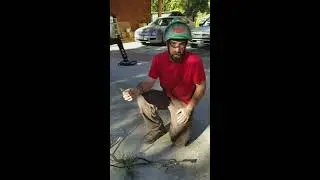 Parasitic Dwarf Mistletoe