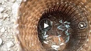 small fish trap# shorts