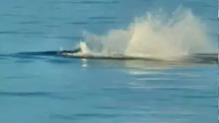 Whale Breathing