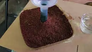 Micro Cilantro A Tasty Microgreen for Home Gardeners
