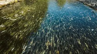 Pacific Salmon Foundation | Indian River Project