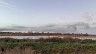 Starling murmuration from the Somerset Levels
