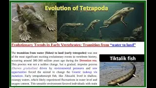 #tetrapods (4 legged animals) evolution #Evolution of Amphibia #ai