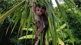 OMG, Dad.. I Can Climb