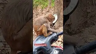 Monkey looking at himself in the mirror funny video🤣😜🐒#viral#shorts#trending#monkey#funny#video
