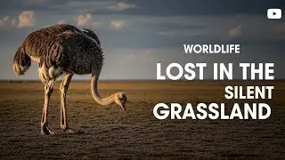 “Alone in the Silent Grassland — The Untold Survival Journey of the Ostrich”