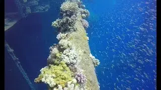 Aqaba Scuba Diving - Cedar Pride Shipwreck