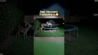 😂Deer Discovers Trampoline... and Fails!#funnyanimals#deer#trampoline