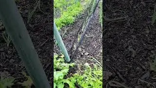 Pose du goutte &agrave; goutte T-tape easy