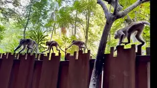 Wild Monkeys on Railay Beach 🏝️🐒 | Krabi, Thailand