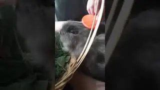 RABBIT grooming #asmr#grooming#rabbits#chewing,
