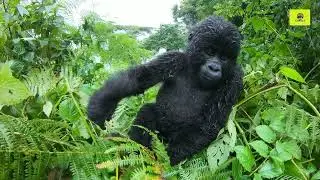 Mountain Gorillas in Bwindi Impenetrable National Park Face to Face Encounter| Gorilla Explorers