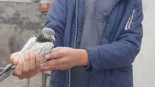 Bohat Acha pigeon baby pakra 🥰🥰