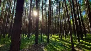 Прогулка по лесу💚 #nature #forest #sun #video #лес #видео #солнце #закат  #сосновыйбор #снимаю
