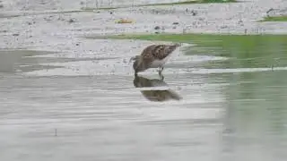 Into the Wild with Least Sandpipers