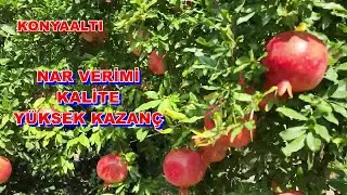 Antalya- Konyaaltı Nar Verimi Kalitesi Y&uuml;ksek Kazan&ccedil; Sağlayan G&uuml;breleme