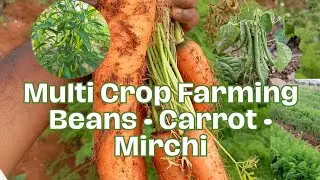 How I Successfully Grew Carrots Naturally 🥕 | Multicrop Bed Farming Success