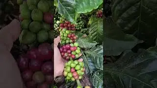 CHĂM CÂY CÀ PHÊ CÓ THU SAU 2 NĂM. 0918 456 457- 0375 456 457