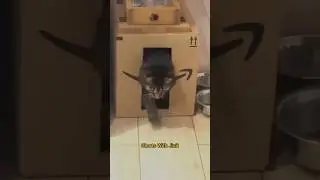 cat comes out of the box😯#shorts #funny #pets #youtubeshorts