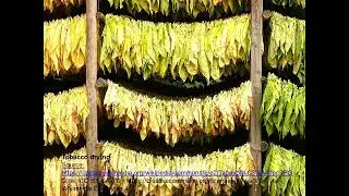 SOLAR DRYERS: 1) Natural dryer by suspension / S&eacute;choir naturel par suspension