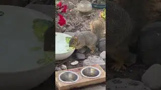 Baby The Squirrel Drinking Fresh Water! #squirrelvideo #squirrel
