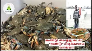 நண்டு பிடிப்பது எப்படி | Nandu Pidipathu Eppadi | Crabbing in Tamil | Nandu in Tamil |  #UlavuPalagu