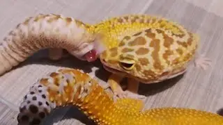 Leopard Gecko mating