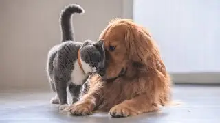 Discover the Golden Retriever's Playful Nature - How to Keep Your Pup Mentally Stimulated?