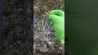 Treating roof moss, without damaging the shingle.