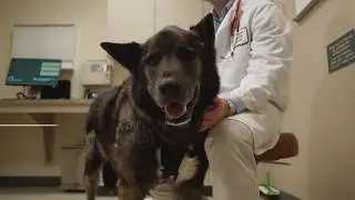 CSU teams up with UCHealth to perform first-in-world surgery on a dog