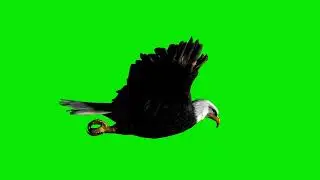 GFM - 4K/HD - Royalty Free Download - Eagle - Green Screen - Overlay - Animation - 3D